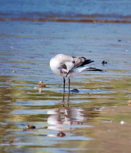 Fotografia de Hermes - Galeria Fotografica: Naturaleza - Foto: 	Gaviota							