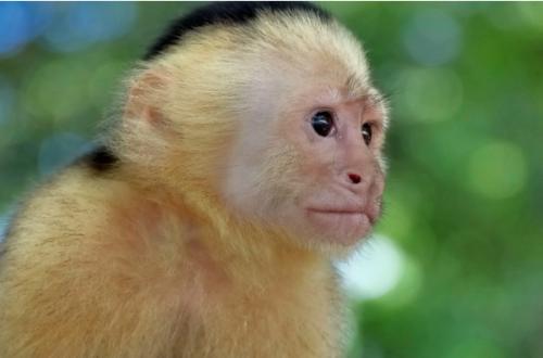 Fotografia de Hermes - Galeria Fotografica: Naturaleza - Foto: 	Mono							