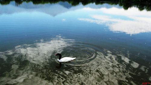 Fotografia de Daniel Rojas Araya - Galeria Fotografica: Cisne cuello negro  - Foto: 