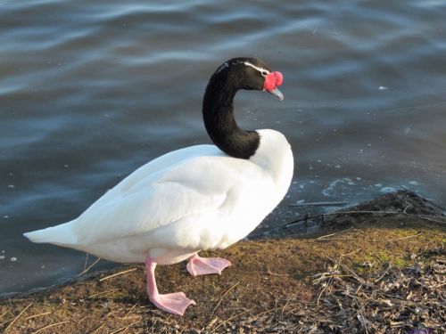 Fotografia de Daniel Rojas Araya - Galeria Fotografica: Cisne cuello negro  - Foto: Mi amigo el cisne