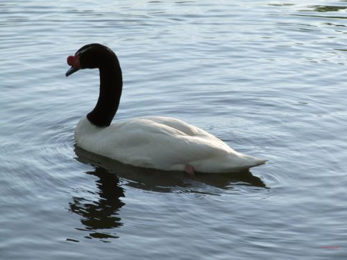 Fotografia de Daniel Rojas Araya - Galeria Fotografica: Cisne cuello negro  - Foto: 