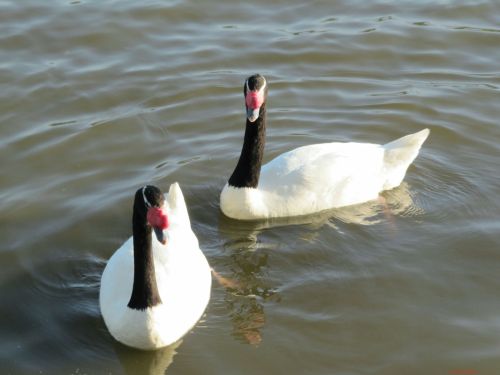 Fotografia de Daniel Rojas Araya - Galeria Fotografica: Cisne cuello negro  - Foto: 