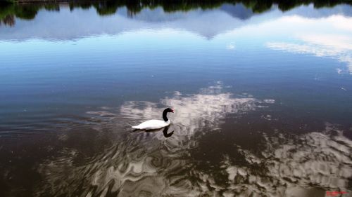 Fotografia de Daniel Rojas Araya - Galeria Fotografica: Cisne cuello negro  - Foto: 