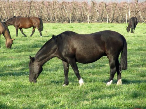 Fotografia de Daniel Rojas Araya - Galeria Fotografica: Animal  - Foto: 