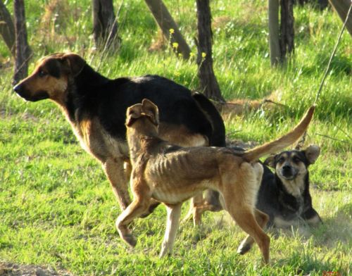 Fotografia de Daniel Rojas Araya - Galeria Fotografica: Animal  - Foto: 