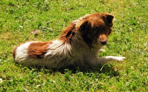 Fotografia de Daniel Rojas Araya - Galeria Fotografica: Animal  - Foto: 