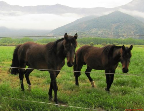 Fotografia de Daniel Rojas Araya - Galeria Fotografica: Animal  - Foto: 