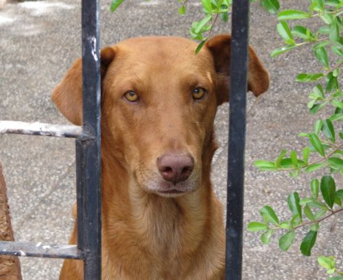 Fotografia de Daniel Rojas Araya - Galeria Fotografica: Animal  - Foto: 