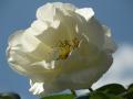 Fotos de Jon -  Foto: varios - White rose
