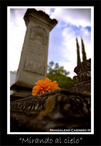 Fotografia de Leno - Galeria Fotografica: Experimentacion Fotografica - Foto: mirando al cielo								