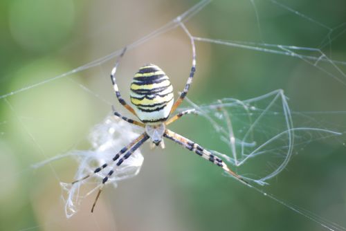 Fotografia de Benedetti - Galeria Fotografica: INSECTOS - Foto: 