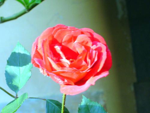 Fotografia de aGua - Galeria Fotografica: Fotografa por gusto - Foto: Una rosa es una rosa