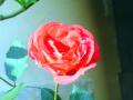 Fotos de aGua -  Foto: Fotografa por gusto - Una rosa es una rosa