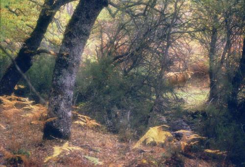 Fotografia de Sin Nombre - Galeria Fotografica: Impresiones en color - Foto: 