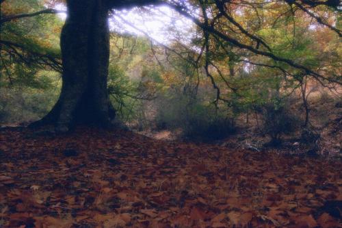 Fotografia de Sin Nombre - Galeria Fotografica: Impresiones en color - Foto: 