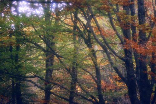 Fotografia de Sin Nombre - Galeria Fotografica: Impresiones en color - Foto: 