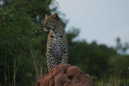 Fotografia de Luis M.A. - Galeria Fotografica: Salvaje - Foto: Leopardo							