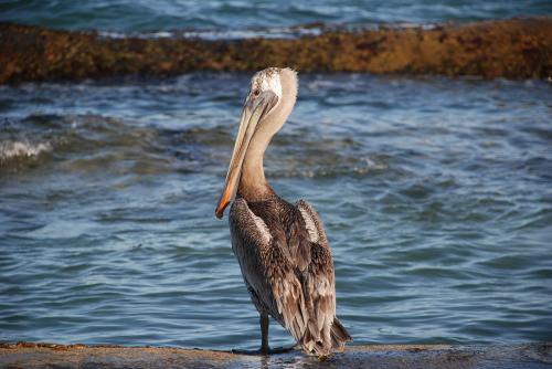 Fotografia de Luis M.A. - Galeria Fotografica: Salvaje - Foto: Pelicano							
