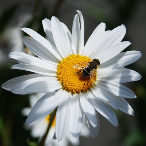 Fotografia de Luis M.A. - Galeria Fotografica: Salvaje - Foto: Abeja					