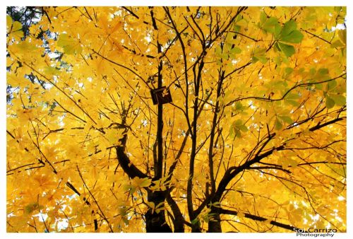 Fotografia de Sol Carrizo - Galeria Fotografica: Portfolio Nature - Foto: 