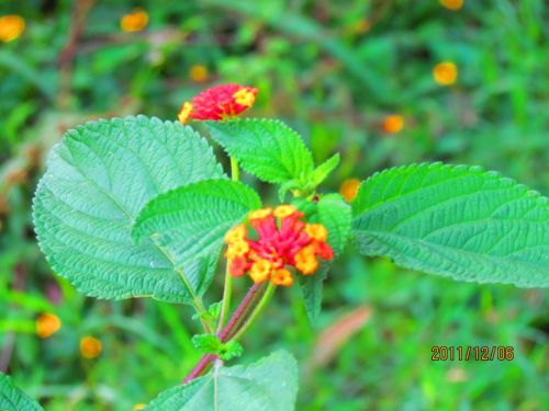 Fotografia de oscar camilo - Galeria Fotografica: caminando - Foto: 