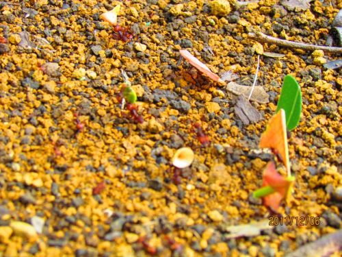 Fotografia de oscar camilo - Galeria Fotografica: caminando - Foto: 