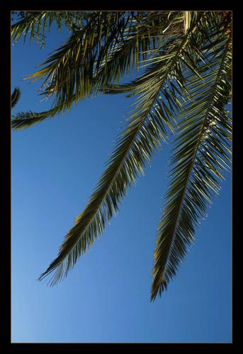 Fotografia de Andrs Moya - Galeria Fotografica: Walk around Mlaga - Foto: hoja de palma