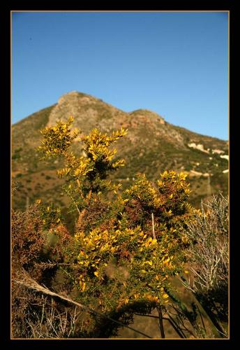 Fotografia de Andrs Moya - Galeria Fotografica: Walk around Mlaga - Foto: las altas y las espinosas 2