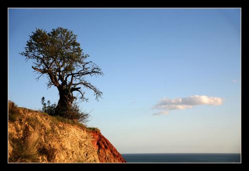 Fotografia de Andrs Moya - Galeria Fotografica: Walk around Mlaga - Foto: el rbol y la mar