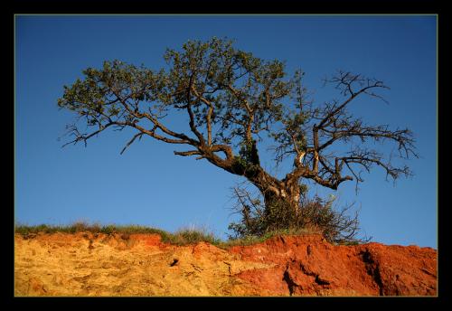 Fotografia de Andr�s Moya - Galeria Fotografica: Walk around M�laga - Foto: el �rbol y la pe�a