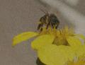 Fotos de gaspar -  Foto: proves - abella