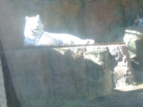 Fotografia de silvia madrid 88 - Galeria Fotografica: ZoO MADRID - Foto: Tigre BlANco							