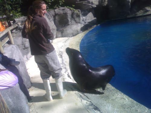 Fotografia de silvia madrid 88 - Galeria Fotografica: ZoO MADRID - Foto: 		LeON marino 1						