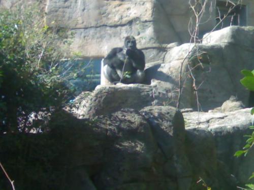 Fotografia de silvia madrid 88 - Galeria Fotografica: ZoO MADRID - Foto: Gorila							