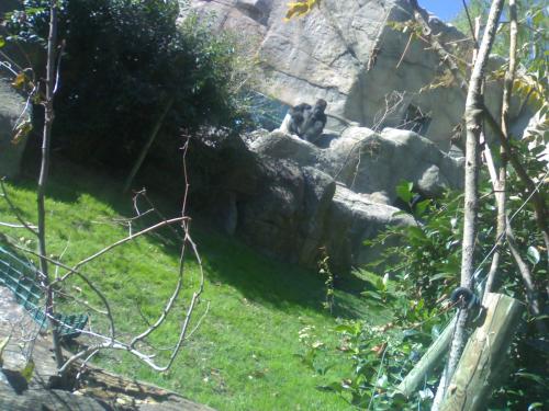 Fotografia de silvia madrid 88 - Galeria Fotografica: ZoO MADRID - Foto: Gorila 4								