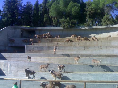 Fotografia de silvia madrid 88 - Galeria Fotografica: ZoO MADRID - Foto: 								