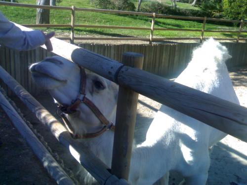 Fotografia de silvia madrid 88 - Galeria Fotografica: ZoO MADRID - Foto: 								