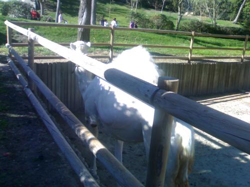 Fotografia de silvia madrid 88 - Galeria Fotografica: ZoO MADRID - Foto: 								