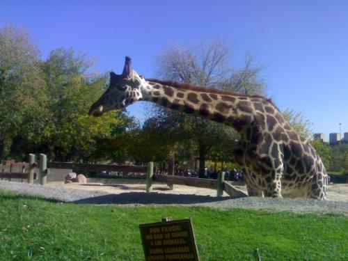 Fotografia de silvia madrid 88 - Galeria Fotografica: ZoO MADRID - Foto: JiRaFiTA								