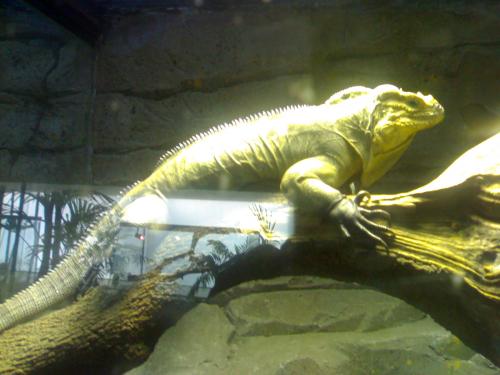 Fotografia de silvia madrid 88 - Galeria Fotografica: Silvia Madrid Zoo 3 - Foto: 								