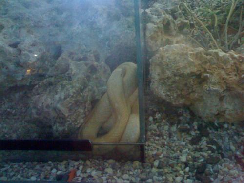 Fotografia de silvia madrid 88 - Galeria Fotografica: Silvia Madrid Zoo 3 - Foto: 								