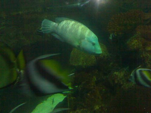 Fotografia de silvia madrid 88 - Galeria Fotografica: Silvia Madrid Zoo 3 - Foto: 								