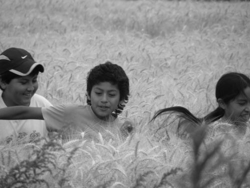 Fotografia de AguSua - Galeria Fotografica: Bajando espigas - Foto: 