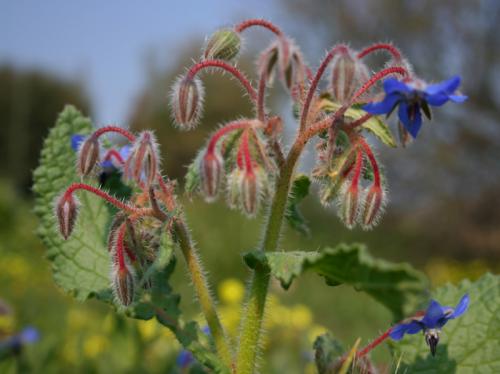 Fotografia de gaspar - Galeria Fotografica: prova 1 - Foto: planteta