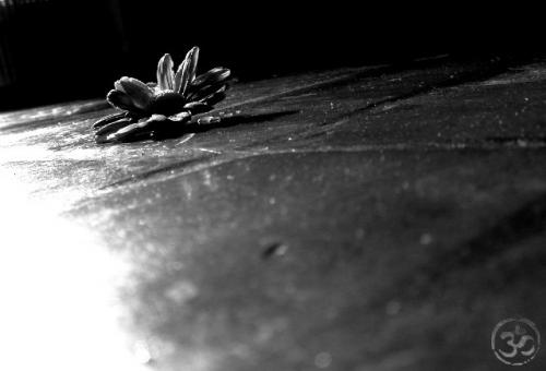 Fotografia de Javiera Santana - Galeria Fotografica: 