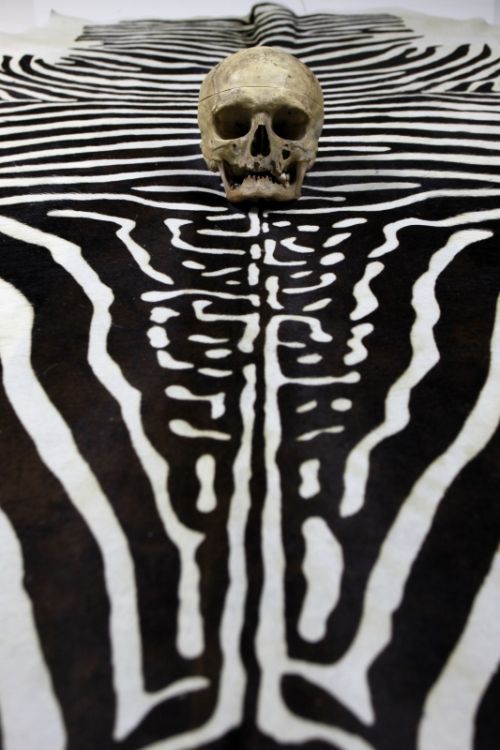 Fotografia de Javier Sanz - Galeria Fotografica: surrealismo - Foto: huesos de cebra