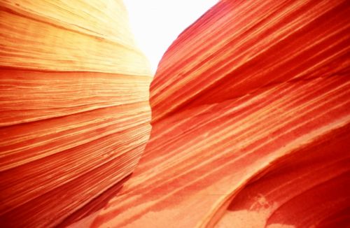 Fotografia de Javier Sanz - Galeria Fotografica: Una visi�n intimista de la fotografia de la naturaleza - Foto: interacci�n