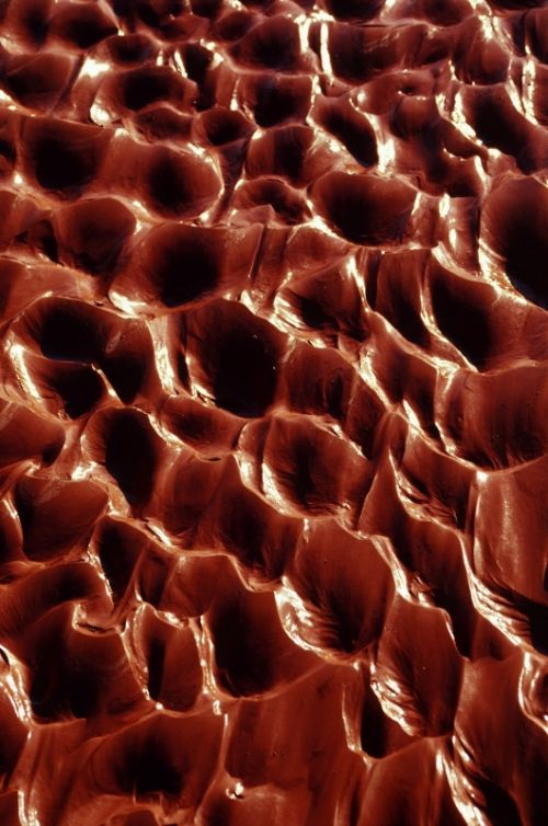 Fotografia de Javier Sanz - Galeria Fotografica: Una visi�n intimista de la fotografia de la naturaleza - Foto: plasticidad