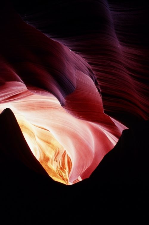 Fotografia de Javier Sanz - Galeria Fotografica: Una visin intimista de la fotografia de la naturaleza - Foto: rosa