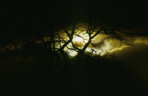 Fotografia de Javier Sanz - Galeria Fotografica: Una visin intimista de la fotografia de la naturaleza - Foto: luz que agoniza